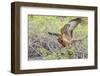 Immature Galapagos Hawk (Buteo Galapagoensis) in Urbina Bay-Michael Nolan-Framed Photographic Print