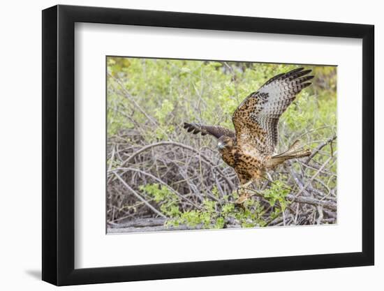 Immature Galapagos Hawk (Buteo Galapagoensis) in Urbina Bay-Michael Nolan-Framed Photographic Print