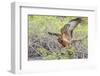 Immature Galapagos Hawk (Buteo Galapagoensis) in Urbina Bay-Michael Nolan-Framed Photographic Print