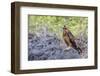 Immature Galapagos Hawk (Buteo Galapagoensis) in Urbina Bay-Michael Nolan-Framed Photographic Print