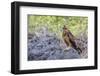 Immature Galapagos Hawk (Buteo Galapagoensis) in Urbina Bay-Michael Nolan-Framed Photographic Print