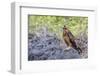 Immature Galapagos Hawk (Buteo Galapagoensis) in Urbina Bay-Michael Nolan-Framed Photographic Print