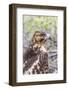 Immature Galapagos Hawk (Buteo Galapagoensis) in Urbina Bay-Michael Nolan-Framed Photographic Print