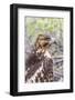 Immature Galapagos Hawk (Buteo Galapagoensis) in Urbina Bay-Michael Nolan-Framed Photographic Print