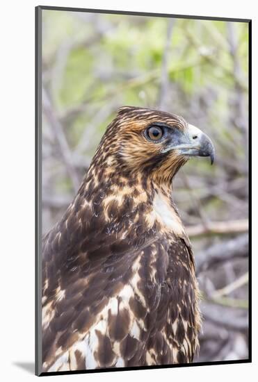 Immature Galapagos Hawk (Buteo Galapagoensis) in Urbina Bay-Michael Nolan-Mounted Photographic Print