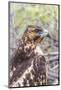 Immature Galapagos Hawk (Buteo Galapagoensis) in Urbina Bay-Michael Nolan-Mounted Photographic Print