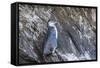 Immature Galapagos Penguin (Spheniscus Mendiculus) at Tagus Cove-Michael Nolan-Framed Stretched Canvas