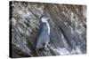 Immature Galapagos Penguin (Spheniscus Mendiculus) at Tagus Cove-Michael Nolan-Stretched Canvas