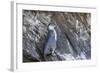 Immature Galapagos Penguin (Spheniscus Mendiculus) at Tagus Cove-Michael Nolan-Framed Photographic Print