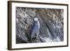 Immature Galapagos Penguin (Spheniscus Mendiculus) at Tagus Cove-Michael Nolan-Framed Photographic Print