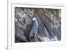 Immature Galapagos Penguin (Spheniscus Mendiculus) at Tagus Cove-Michael Nolan-Framed Photographic Print