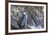 Immature Galapagos Penguin (Spheniscus Mendiculus) at Tagus Cove-Michael Nolan-Framed Photographic Print