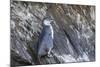 Immature Galapagos Penguin (Spheniscus Mendiculus) at Tagus Cove-Michael Nolan-Mounted Photographic Print