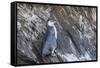 Immature Galapagos Penguin (Spheniscus Mendiculus) at Tagus Cove-Michael Nolan-Framed Stretched Canvas