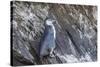 Immature Galapagos Penguin (Spheniscus Mendiculus) at Tagus Cove-Michael Nolan-Stretched Canvas