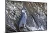 Immature Galapagos Penguin (Spheniscus Mendiculus) at Tagus Cove-Michael Nolan-Mounted Photographic Print