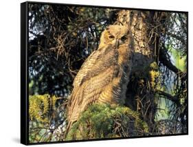 Immature Great Horned Owl in a Spruce Tree, Fairbanks, Alaska, USA-Hugh Rose-Framed Stretched Canvas