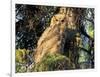 Immature Great Horned Owl in a Spruce Tree, Fairbanks, Alaska, USA-Hugh Rose-Framed Photographic Print