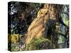 Immature Great Horned Owl in a Spruce Tree, Fairbanks, Alaska, USA-Hugh Rose-Stretched Canvas