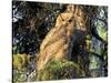 Immature Great Horned Owl in a Spruce Tree, Fairbanks, Alaska, USA-Hugh Rose-Stretched Canvas