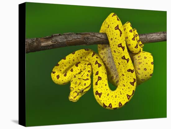 Immature Green Tree Python-Adam Jones-Stretched Canvas