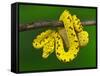 Immature Green Tree Python-Adam Jones-Framed Stretched Canvas