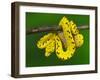 Immature Green Tree Python-Adam Jones-Framed Photographic Print