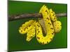 Immature Green Tree Python-Adam Jones-Mounted Photographic Print