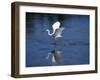 Immature Little Blue Heron (Egretta Caerulea), Everglades National Park, Florida-James Hager-Framed Photographic Print