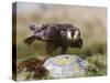 Immature Peregrine Falcon, Captive, United Kingdom, Europe-Toon Ann & Steve-Stretched Canvas