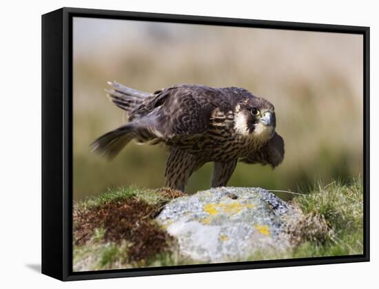 Immature Peregrine Falcon, Captive, United Kingdom, Europe-Toon Ann & Steve-Framed Stretched Canvas