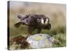 Immature Peregrine Falcon, Captive, United Kingdom, Europe-Toon Ann & Steve-Stretched Canvas