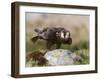 Immature Peregrine Falcon, Captive, United Kingdom, Europe-Toon Ann & Steve-Framed Photographic Print