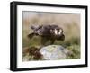 Immature Peregrine Falcon, Captive, United Kingdom, Europe-Toon Ann & Steve-Framed Photographic Print