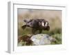 Immature Peregrine Falcon, Captive, United Kingdom, Europe-Toon Ann & Steve-Framed Photographic Print