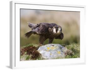 Immature Peregrine Falcon, Captive, United Kingdom, Europe-Toon Ann & Steve-Framed Photographic Print