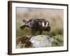 Immature Peregrine Falcon, Captive, United Kingdom, Europe-Toon Ann & Steve-Framed Photographic Print