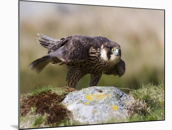 Immature Peregrine Falcon, Captive, United Kingdom, Europe-Toon Ann & Steve-Mounted Photographic Print