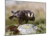 Immature Peregrine Falcon, Captive, United Kingdom, Europe-Toon Ann & Steve-Mounted Photographic Print