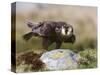 Immature Peregrine Falcon, Captive, United Kingdom, Europe-Toon Ann & Steve-Stretched Canvas