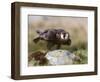 Immature Peregrine Falcon, Captive, United Kingdom, Europe-Toon Ann & Steve-Framed Photographic Print