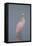 Immature Roseate Spoonbill (Platalea Ajaja)-Lynn M^ Stone-Framed Stretched Canvas