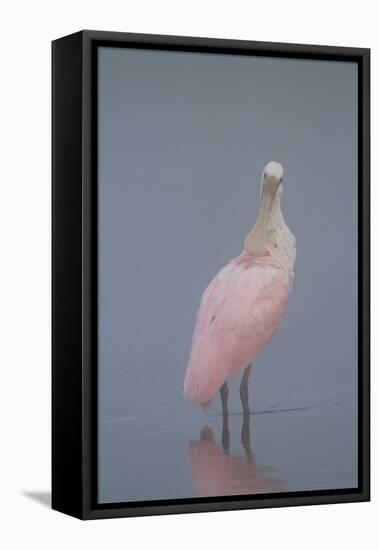 Immature Roseate Spoonbill (Platalea Ajaja)-Lynn M^ Stone-Framed Stretched Canvas