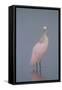 Immature Roseate Spoonbill (Platalea Ajaja)-Lynn M^ Stone-Framed Stretched Canvas