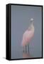 Immature Roseate Spoonbill (Platalea Ajaja)-Lynn M^ Stone-Framed Stretched Canvas