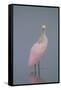 Immature Roseate Spoonbill (Platalea Ajaja)-Lynn M^ Stone-Framed Stretched Canvas