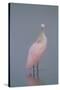 Immature Roseate Spoonbill (Platalea Ajaja)-Lynn M^ Stone-Stretched Canvas