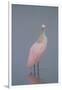 Immature Roseate Spoonbill (Platalea Ajaja)-Lynn M^ Stone-Framed Premium Photographic Print