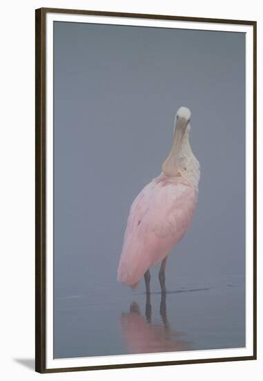 Immature Roseate Spoonbill (Platalea Ajaja)-Lynn M^ Stone-Framed Premium Photographic Print