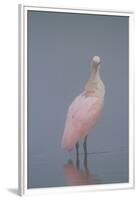 Immature Roseate Spoonbill (Platalea Ajaja)-Lynn M^ Stone-Framed Premium Photographic Print